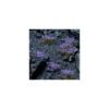 Violet Flowers (x70) GamersGrass -Modèle Militaire Jouet violet flowers x70 gamersgrass