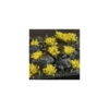 Yellow Flowers (x70) GamersGrass -Modèle Militaire Jouet yellow flowers x70 gamersgrass